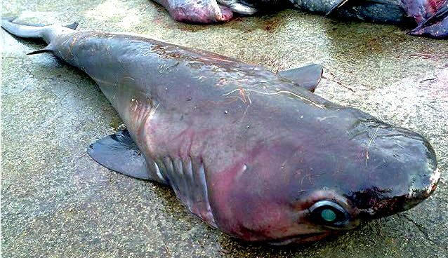 Hexanchus griseus_06.jpg